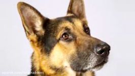 Rumor the German shepherd wins best in show at Westminster