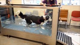 HYDRO PHYSIO  Canine  Back Leg Rehabilitation