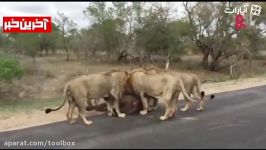 لحظه جالب شکار گاومیش توسط شیرها وسط جاده