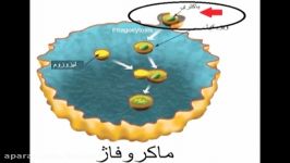 انیمیشن فاگوسیتوز  ماکروفاژ