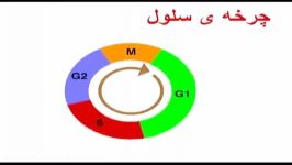 انیمیشن چرخه سلولی یوکاریوت ها