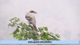 سنگ چشم خاکستری  Grey Shrike