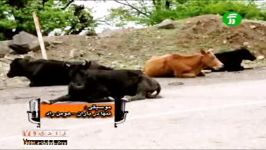 متن خوانی محمد صالح اعلا در مورد گاو