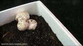 Growing button mushrooms