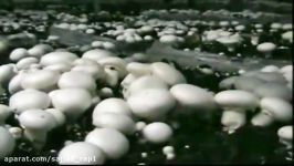 Know all about button mushroom farming in adverse situations