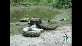 خورده شدن تمساح توسط مار پیتون