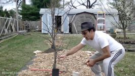 آموزش باغبانی صابر، طریقه هرس درخت سیب