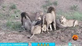جنگ نبرد شیرها برای فراری دادن نجات گاومیش