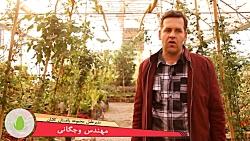 اقتصاد مقاومتی بذرهای جایگزین گندم برای سبزه عید96
