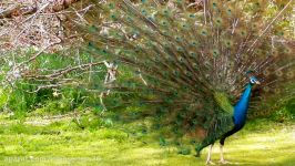 The Most Beautiful Peacock Dance Display Ever  Peacocks Opening Feathers HD