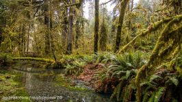 4K Hoh Rain Forest  Nature Relaxation Video