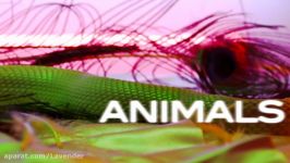 Maroon 5  Animals Lyric Video