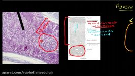 Physiology of the Adrenal Gland