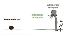 Adrenergic Antagonist Animation