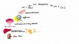 Pharmacology  ADRENERGIC RECEPTORS