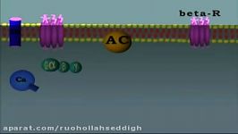 mechanism of action of adrenergic receptor