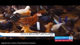 شناسایی دو کانون آنفلوآنزای فوق حاد پرندگان در برخوار