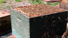 Beekeeping Basics  How to create an Artificial Swarm Part 1 2016