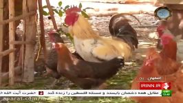 Iran Isfahan province Chicken