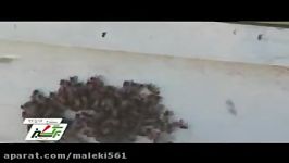 پرورش زنبور عسل کردستان تربیة النحل كردستان Bee keeping Kurdistan