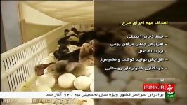 Iran Yazd province Egg