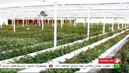 Iran Birjand county Rose flowers Greenhouse گلخانه پرورش گل رز شهرستان بیرجند ایران