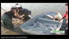 Iran Mazandaran province Fish farming pool پرورش ماهی در استخر مازندران ایران