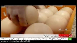 Iran Ostrich farming