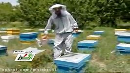 پرورش ملکه زنبور عسل در اردبیل Queen bee breeding in Ardebil ملكة النحل تربیة فی أردبیل
