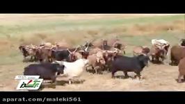 پرورش بز در استان کردستان Raising goats in Kurdistan تربیة الماعز فی كردستان