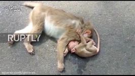 بچه میمونی جنازه مادرش را رها نمی کند