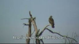 کورکور سیاه Black Kite