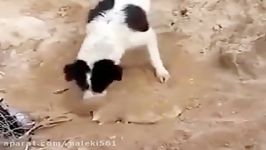 Dog buries his puppy  دفن سگ توله توسط سگ