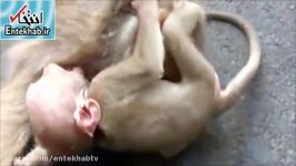 فیلم خداحافظی بچه میمون جنازه مادرش