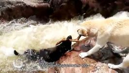 نجات سگ توسط همنوعش موج های خروشان رودخانه