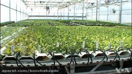 Hydroponics A Profitable Business  How to earn money growing lettuce