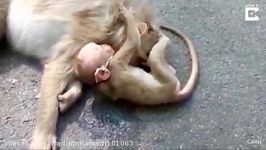 صحنه دردناک گریه بچه میمون کنار جنازه مادرش