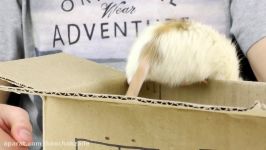 How to Make Popsicle Stick House for Rat