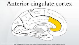 Anterior cingulate cortex