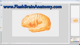 Insula or Insular Cortex Brain Anatomy Drawing