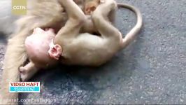 بچه میمون بیچاره نمی تواند جنازه مادرش دل بکند
