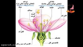 فیلم تولید مثل جنسی در نهاندانگان