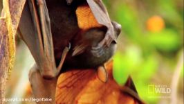 عجیب ترین های جهانروباه های پرندهخفاش