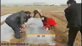 تولید گلخانه ای مزرعه ای زعفران در چین بخش دوم