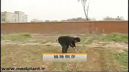 تولید گلخانه ای مزرعه ای زعفران در چین بخش سوم