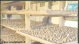 تولید گلخانه ای مزرعه ای زعفران در چین بخش اول