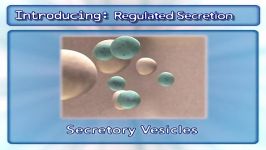 گلژی تنظیم ترشح فرآیندهای زیستی12Regulated Secretion Golgi