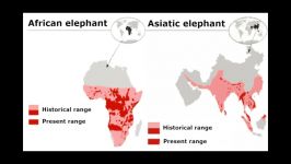 تفاوت فیل آفریقایی فیل آسیایی