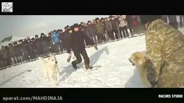 مسابقات بهترین سگهای جهان سگ آزیبات آسیای میانه cao