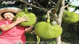 بزرگترین میوه درختی جهان میوه جک فروت وزن معمول آن